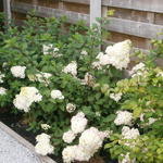 Hortensia, pluimhortensia - Hydrangea paniculata 'Sundae Fraise'