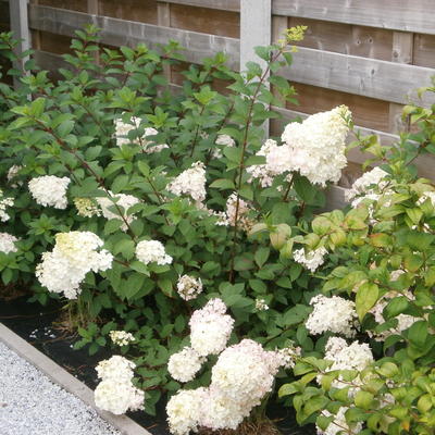 Hortensia, pluimhortensia - Hydrangea paniculata 'Sundae Fraise'