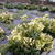 Helleborus x nigercors 'Snow Love'