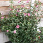 Hibiscus syriacus 'Pink Giant' - Tuinhibiscus, altheastruik , heemstroos - Hibiscus syriacus 'Pink Giant'