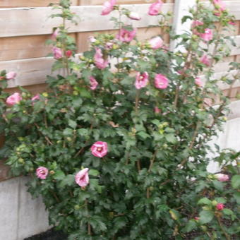 Hibiscus syriacus 'Pink Giant'