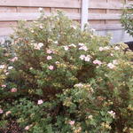 Potentilla fruticosa ´Pink Lady´ - Struikganzerik