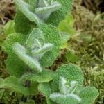 Mentha rotundifolia  - Appelmunt