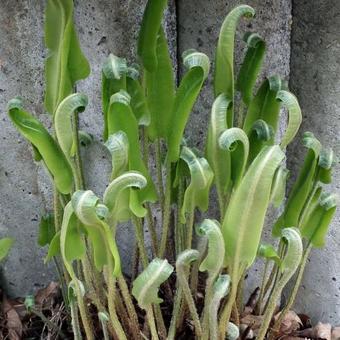 Asplenium scolopendrium