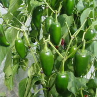 Capsicum annuum 'Jalapeño'