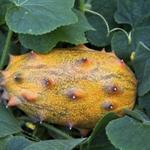 Cucumis metuliferus - Kiwano of hoornmeloen