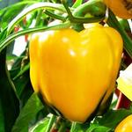 Capsicum annuum 'Golden Bell' - Paprika