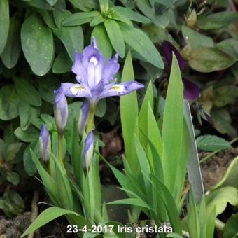 Iris cristata