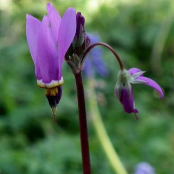 Dodecatheon meadia