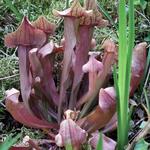 Sarracenia Maroon - Oranjebruine trompetbekerplant, Vleesetende plant