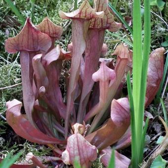 Sarracenia Maroon