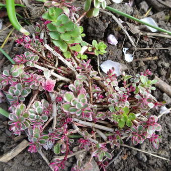 Sedum spurium 'Variegatum'