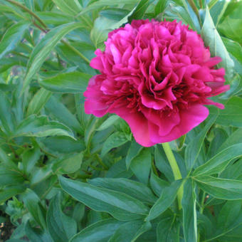 Paeonia lactiflora 'Red charm'