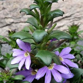 Scaevola aemula