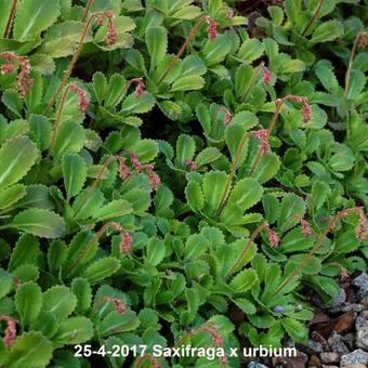 Saxifraga x urbium