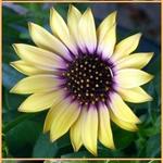 Osteospermum ecklonis - Spaanse margriet