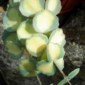 Sedum sieboldii 'Mediovariegata'