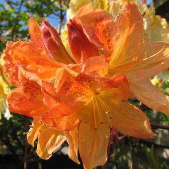 Rhododendron 'Frans van der Bom'