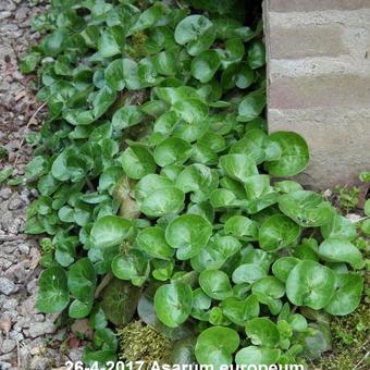 Asarum europaeum