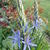 Camassia leichtlinii 'Caerulea'