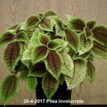 Pilea involucrata - Friendship, Vriendschap plant, Panamiga