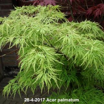 Acer palmatum