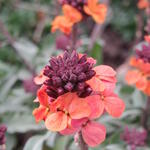 Erysimum linifolium 'Super Bowl Sunset' - Steenraket