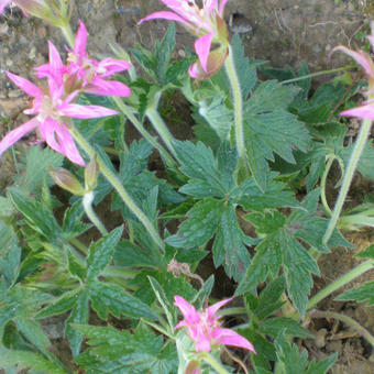 Geranium x oxonianum 'Zena Grant'