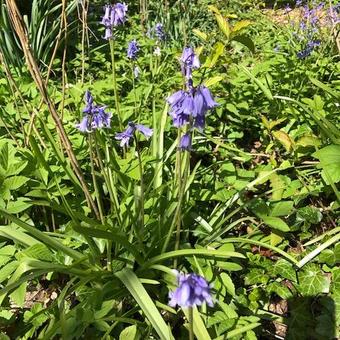 Hyacinthoides hispanica