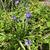 Hyacinthoides hispanica