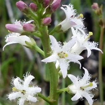 Menyanthes trifoliata