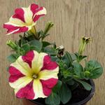 Petunia 'AMORE Queen of Hearts' - Petunia