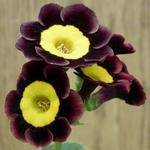 Primula auricula 'Dusky Maiden' - Sleutelbloem