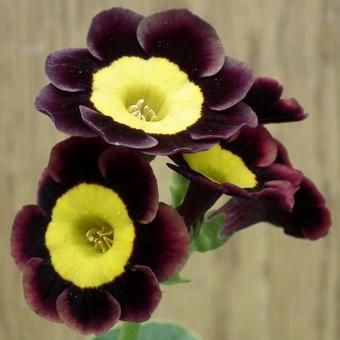 Primula auricula 'Dusky Maiden'