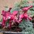 Dicentra 'Burning Hearts'