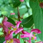 Tartaarse struikkamperfoelie - Lonicera tatarica 'Hack's Red'