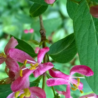 Tartaarse struikkamperfoelie - Lonicera tatarica 'Hack's Red'