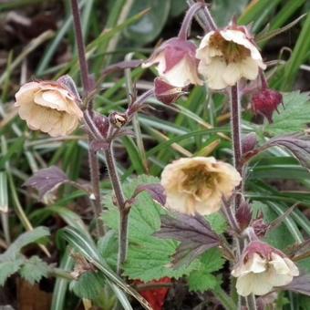 Geum rivale 'Pink Frills'