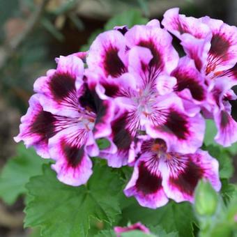 Pelargonium 'Rembrandt'