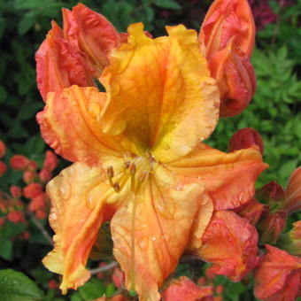 Rhododendron 'Oriental Queen'