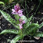 Dactylorhiza majalis - Handekenskruid