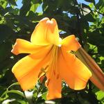 Lilium 'African Queen' - Lelie