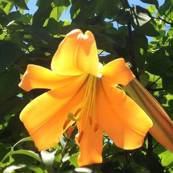 Lilium 'African Queen'