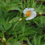 Paeonia emodi  - Himalayapioen