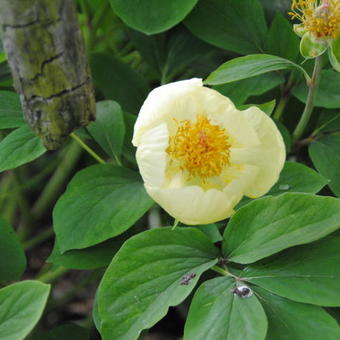 Paeonia mlokosewitschii