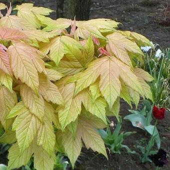 Acer pseudoplatanus 'Brilliantissimum'