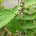 Deutzia crenata 'Pride of Rochester' - Bruidsbloem