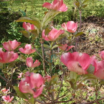 Cornus florida f. rubra