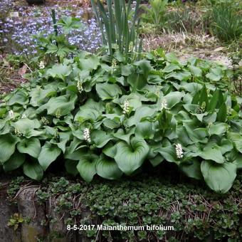 Maianthemum bifolium