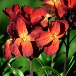 Erysimum cheiri 'Fire King' - Steenraket, Muurbloem